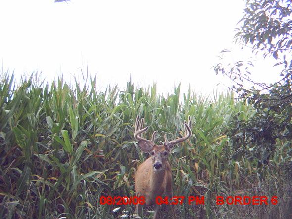 MDGC0355
