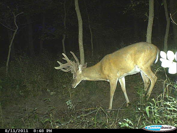 CDY 0112