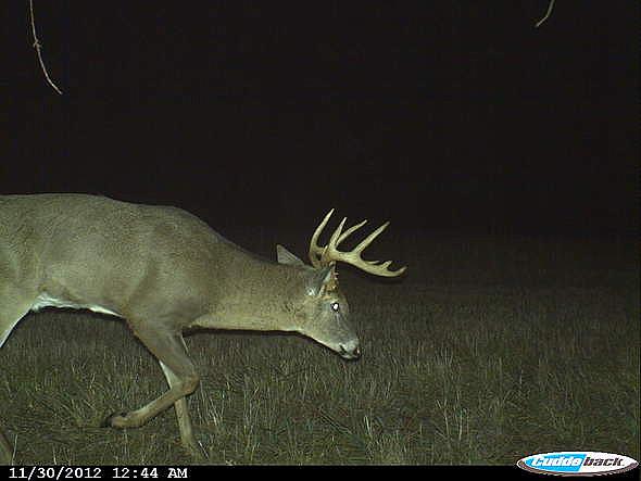 CDY 0011