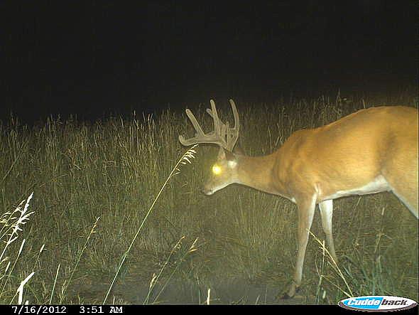 CDY 0210