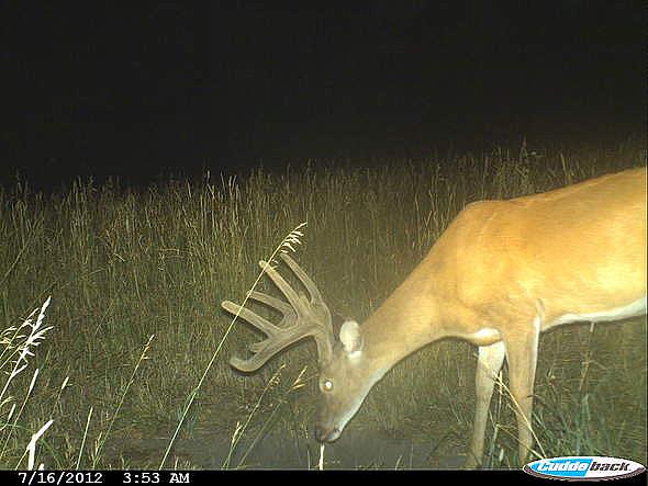 CDY 0212