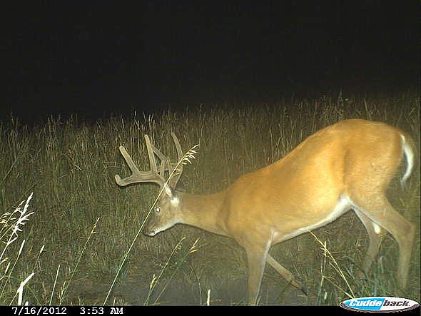 CDY 0213