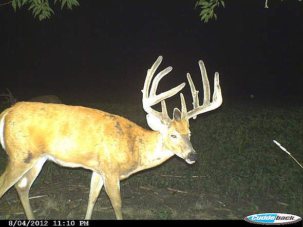 CDY 0413