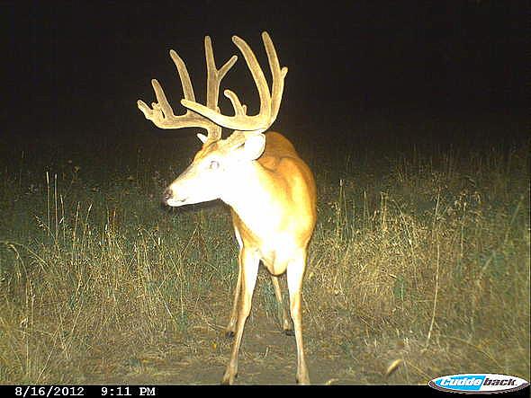 buck