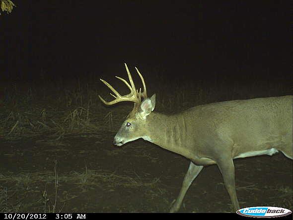 n (1)