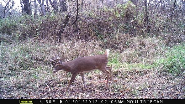 MFDC0155