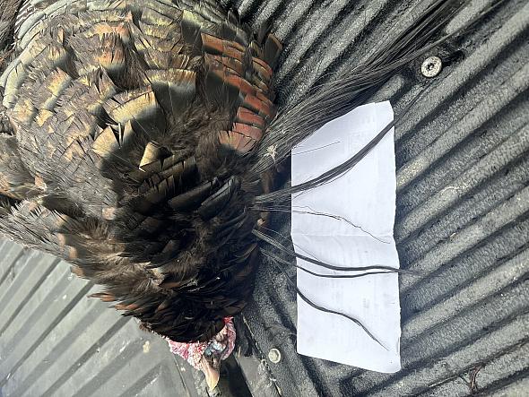 73637020534 F195EFA7-7AF4-484E-808F-5E928FC74D8A