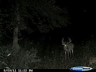 CDY 0006