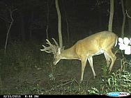 CDY 0112