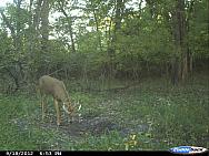 CDY 0021