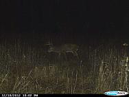 CDY 0048