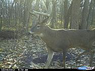 CDY 0066