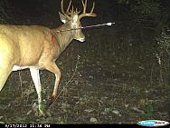 CDY 0075
