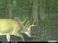 CDY 0199