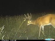 CDY 0210