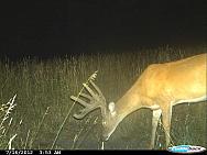 CDY 0212