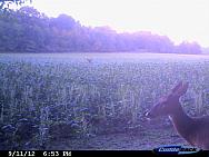 CDY 0366
