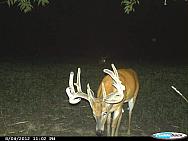 CDY 0409
