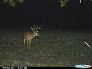 CDY 0435