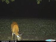 CDY 0565