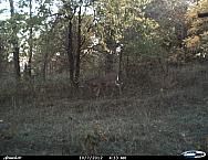 Cdy00028
