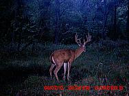 MDGC0065