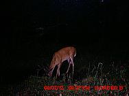 MDGC0070
