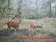 MDGC0291