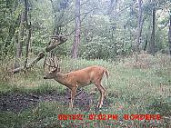 MDGC0293