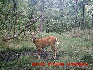 MDGC0294
