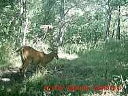 MDGC0458