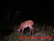 MDGC0824