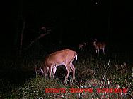 MDGC0825