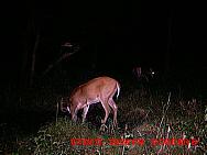 MDGC0826
