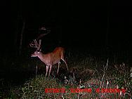 MDGC0831