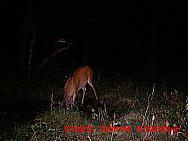 MDGC0832