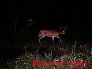 MDGC0833