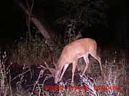 MDGC0975