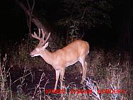 MDGC0977