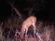 MDGC0978