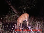MDGC0980
