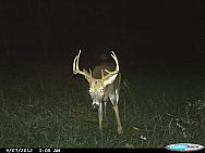 q (11)