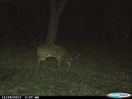 CDY 0067
