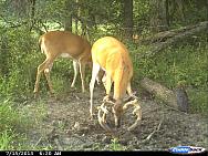 CDY 0074