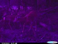 CDY 0076