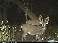 CDY 0112