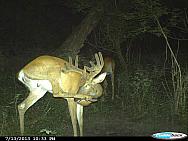 CDY 0130