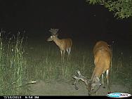 CDY 0177
