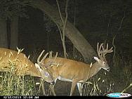 CDY 0313