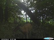 CDY 0365-001